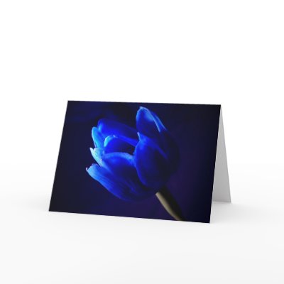 Blue tulip card by JuliaGoss