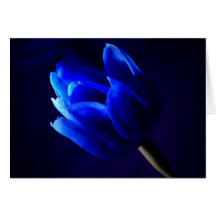 Blue tulip card
