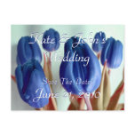 Blue Tulips