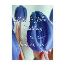 Blue Tulips