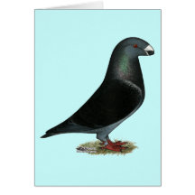 Blue Velvet Show Racer Card