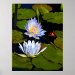 Blue Water Lilies