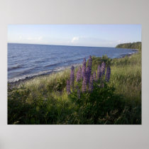 Blue water, purple lupines print