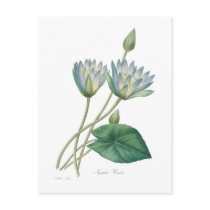 Blue Waterlily Post Card