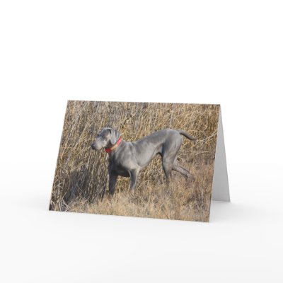 Blue Weimaraner in a field Greeting Card by leslie_nicole