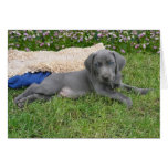 Blue Weimaraner Puppy Greeting Card