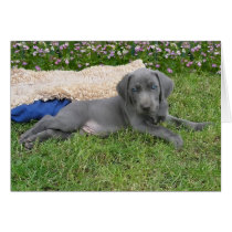 Blue Weimaraner Puppy Greeting Card