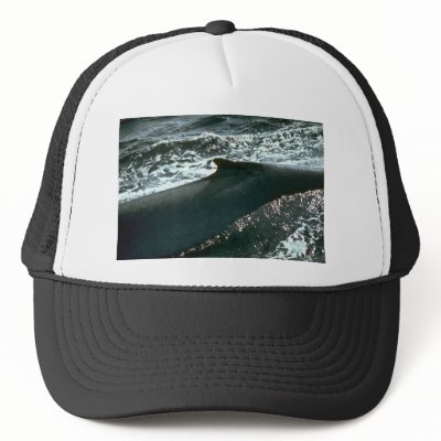Blue whale, dorsal fin hat by lolanimals