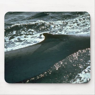 Blue whale, dorsal fin mousepads by lolanimals