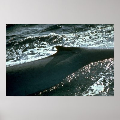 Blue whale, dorsal fin print by lolanimals