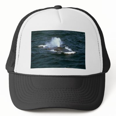 Blue whale hats by lolanimals