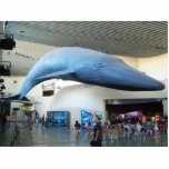 Blue Whale Long Beach Photo Sculpture photo sculptures