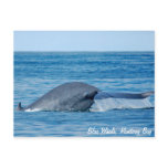 Blue Whale Postcard