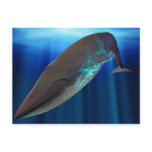 Blue Whale Postcard