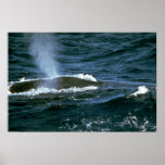 Blue whale posters