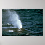 Blue whale posters