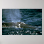 Blue whale posters