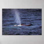 Blue whale posters