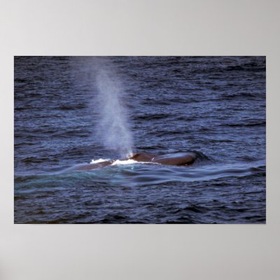 Blue whale poster by lolanimals