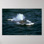 Blue whale posters