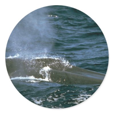 Blue whale round stickers by lolanimals