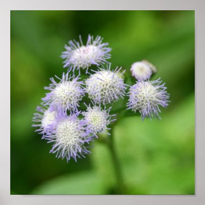 Blue & White Flower Poster by robbekker