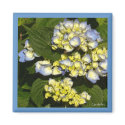 Blue White Hydrangea crop magnets
