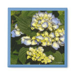 Blue White Hydrangea crop magnets