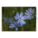 Blue Wildflowers Card
