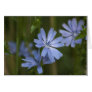 Blue Wildflowers Greeting Cards
