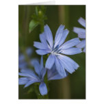 Blue Wildflowers Greeting Card