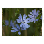 Blue Wildflowers Greeting Card
