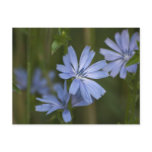 Blue Wildflowers Post Cards