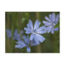 Blue Wildflowers Post Cards