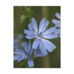 Blue Wildflowers Postcards