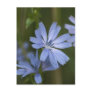 Blue Wildflowers Postcards