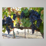 Blue Wine Grapes posters