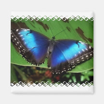 Blue Wing Butterfly Magnet