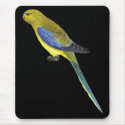 Blue-winged Parrot - Neophema chrysostoma mousepads