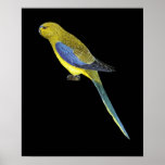 Blue-winged Parrot - Neophema chrysostoma posters