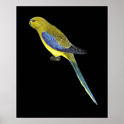 Blue-winged Parrot - Neophema chrysostoma Poster by LisasLair