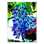 Blue Wisteria Photographic Print