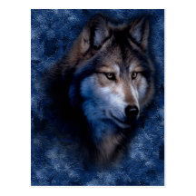 Blue Wolf Postcard
