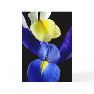 Blue & Yellow Iris Flowers #4b by ceceliabarnes