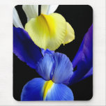 Blue & Yellow Iris Flowers #4b