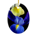 Blue & Yellow Iris Flowers #4b