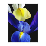 Blue & Yellow Iris Flowers 4b