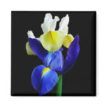 Blue & Yellow Irises 1b Refrigerator Magnet