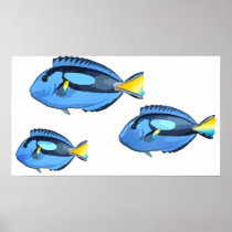 Blue & Yellow Tropical Fish