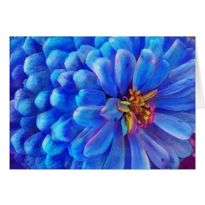 Blue Zinnia, Forever Summer (CARD) by ginaayerssignore